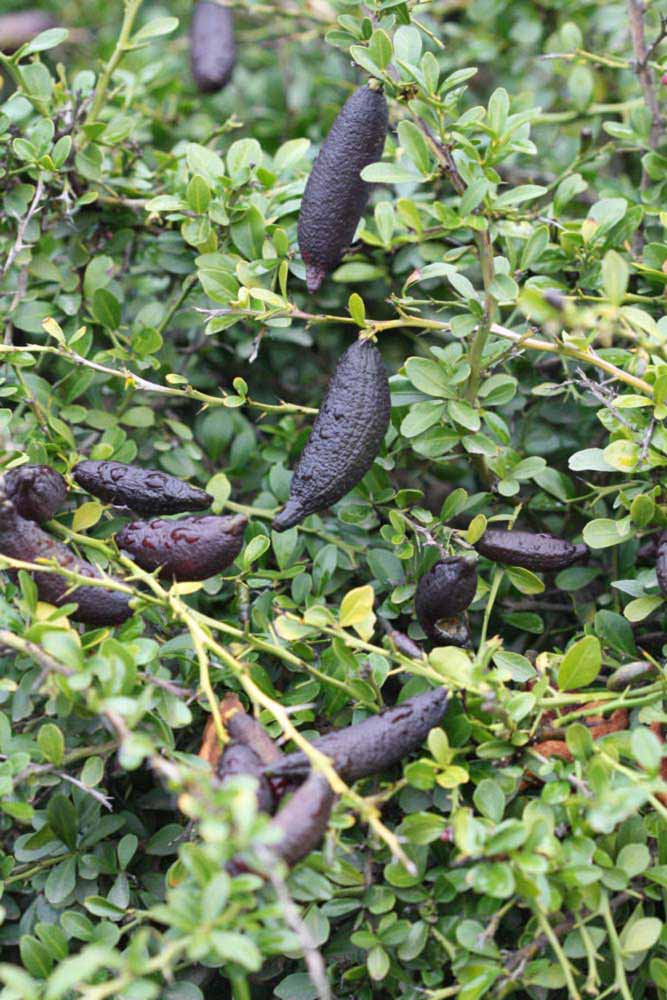              Fruit (Riverside, CA)       